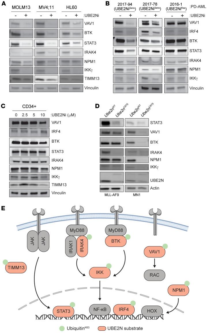 https://cdn.ncbi.nlm.nih.gov/pmc/blobs/ef7a/12077902/ff8665b91309/jci-135-184665-g029.jpg