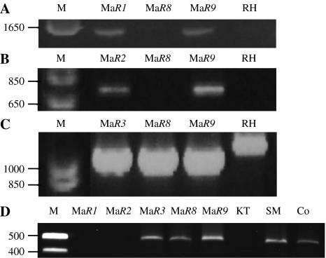 https://cdn.ncbi.nlm.nih.gov/pmc/blobs/ef7e/3284673/7d384d27a934/122_2011_1757_Fig1_HTML.jpg