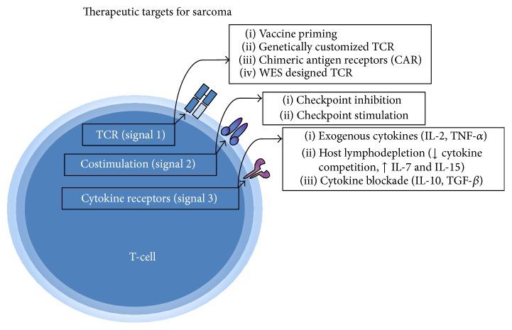 https://cdn.ncbi.nlm.nih.gov/pmc/blobs/ef80/5039267/0e8ab8729a8a/SARCOMA2016-9757219.001.jpg