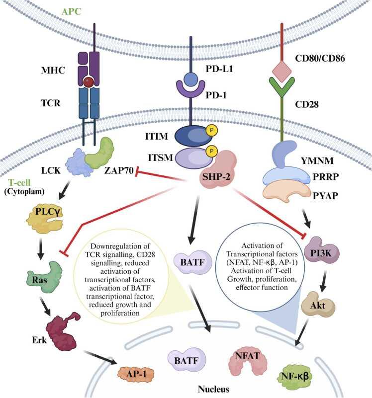 https://cdn.ncbi.nlm.nih.gov/pmc/blobs/ef81/12063143/20ad189a585e/gr4.jpg