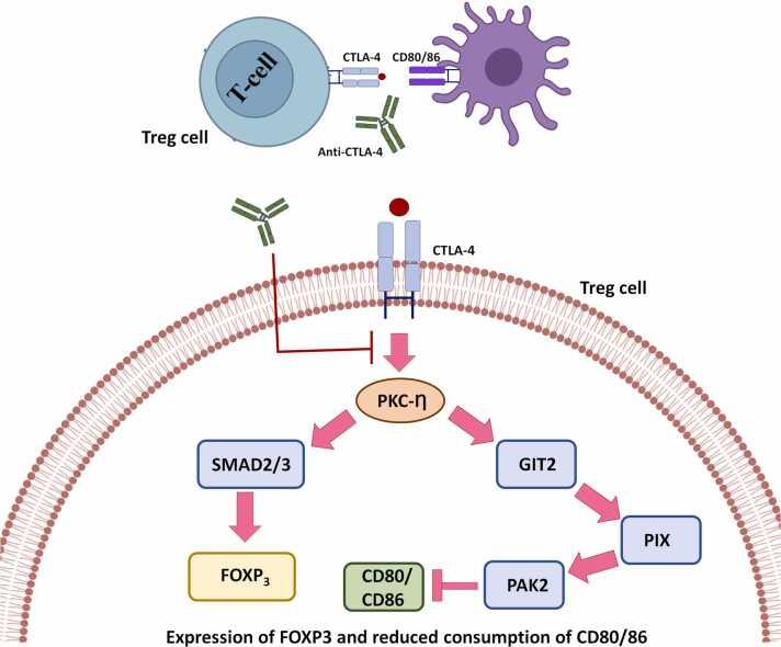 https://cdn.ncbi.nlm.nih.gov/pmc/blobs/ef81/12063143/68d56f3605df/gr3.jpg