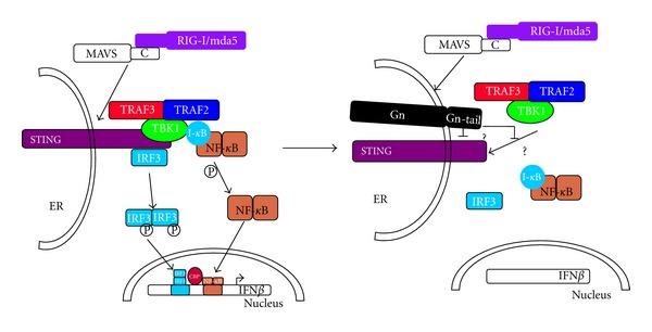 https://cdn.ncbi.nlm.nih.gov/pmc/blobs/ef81/3423653/c94d92c2d3ff/AV2012-524024.001.jpg