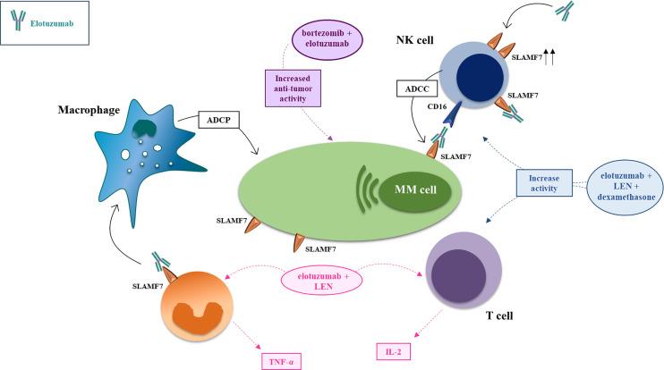 https://cdn.ncbi.nlm.nih.gov/pmc/blobs/ef84/8297441/80657df4abeb/fonc-11-684561-g002.jpg