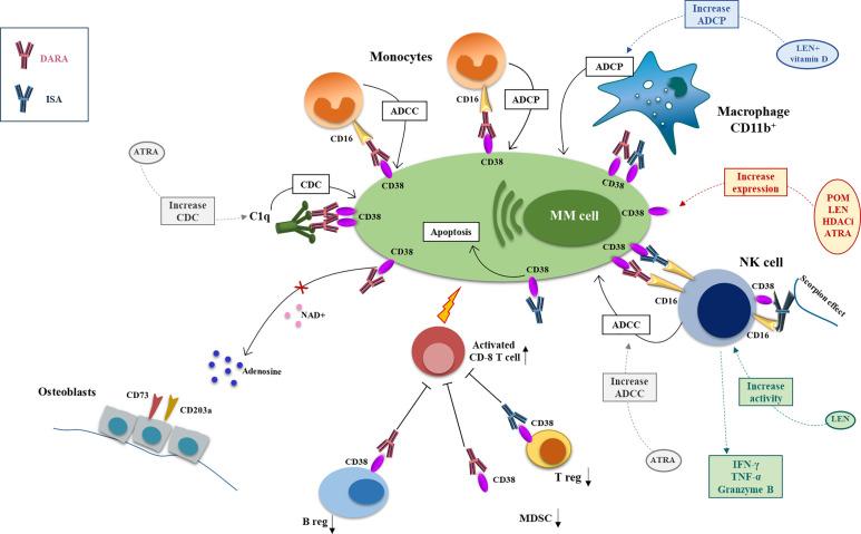 https://cdn.ncbi.nlm.nih.gov/pmc/blobs/ef84/8297441/82125c69eef5/fonc-11-684561-g001.jpg