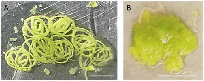 https://cdn.ncbi.nlm.nih.gov/pmc/blobs/ef85/11165127/8eb1bb8e96e3/fpls-15-1370618-g002.jpg