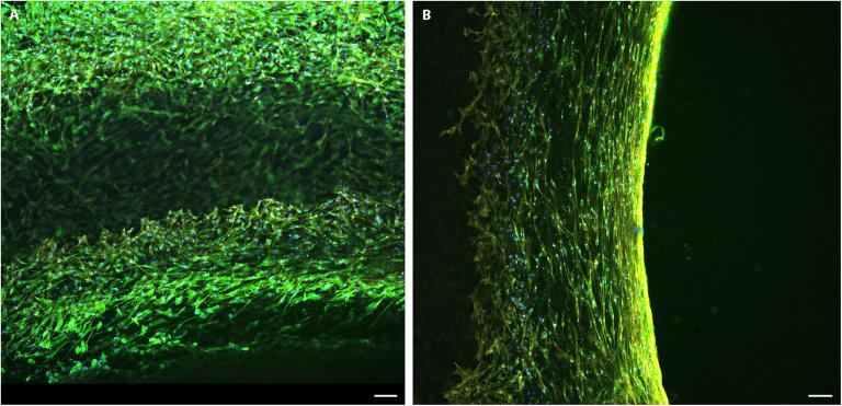 https://cdn.ncbi.nlm.nih.gov/pmc/blobs/ef85/12329791/85330315efd8/bmef.0159.fig.006.jpg