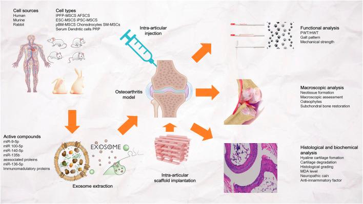 https://cdn.ncbi.nlm.nih.gov/pmc/blobs/ef86/9581237/daf9e1f0ab44/fbioe-10-921092-g008.jpg