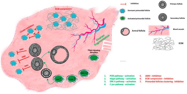 https://cdn.ncbi.nlm.nih.gov/pmc/blobs/ef87/10671775/54b3ff8d778a/ijms-24-16291-g001.jpg