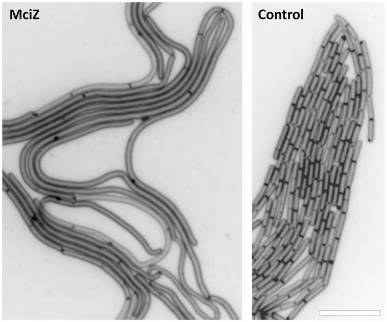 https://cdn.ncbi.nlm.nih.gov/pmc/blobs/ef89/5045927/480403586d5a/fmicb-07-01558-g009.jpg
