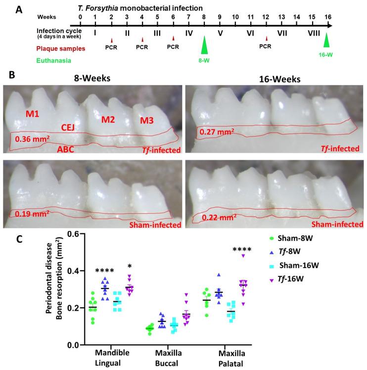 https://cdn.ncbi.nlm.nih.gov/pmc/blobs/ef8a/10671577/2db2e63a20c8/ijms-24-16393-g001.jpg