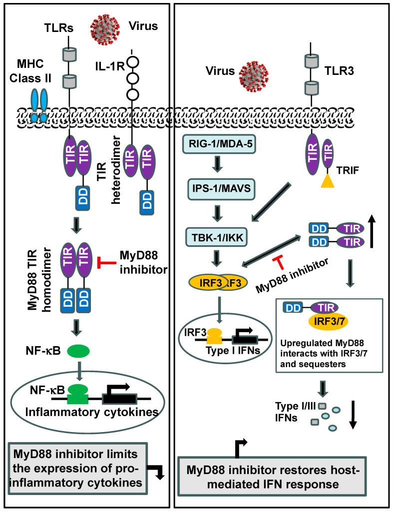 https://cdn.ncbi.nlm.nih.gov/pmc/blobs/ef8a/11313481/b1402874bf34/ijms-25-08421-g002.jpg