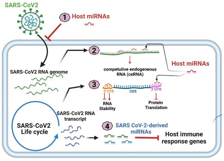 https://cdn.ncbi.nlm.nih.gov/pmc/blobs/ef8a/9346380/9e96bcc0c7fe/ijmsv19p1340g002.jpg