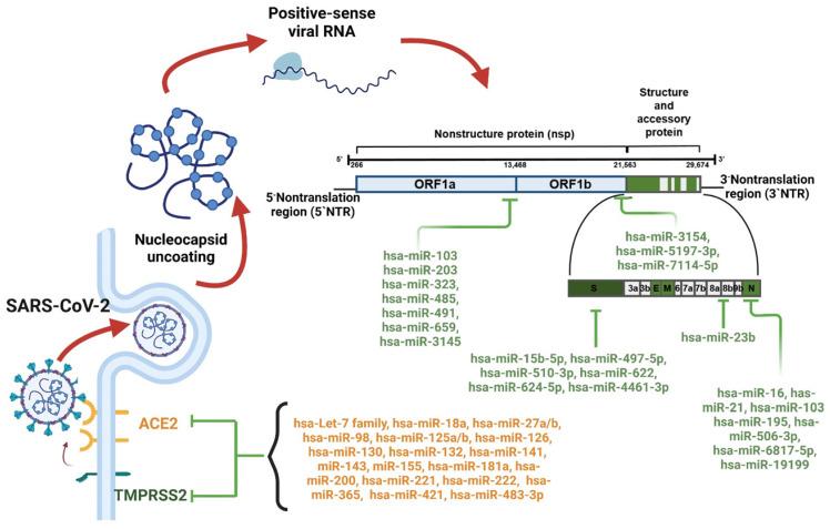 https://cdn.ncbi.nlm.nih.gov/pmc/blobs/ef8a/9346380/ec819ccfc52e/ijmsv19p1340g003.jpg