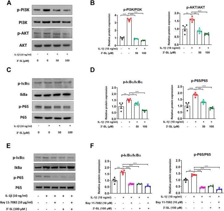 https://cdn.ncbi.nlm.nih.gov/pmc/blobs/ef8b/8072478/f28b3f6ebe57/fphar-12-609817-g006.jpg