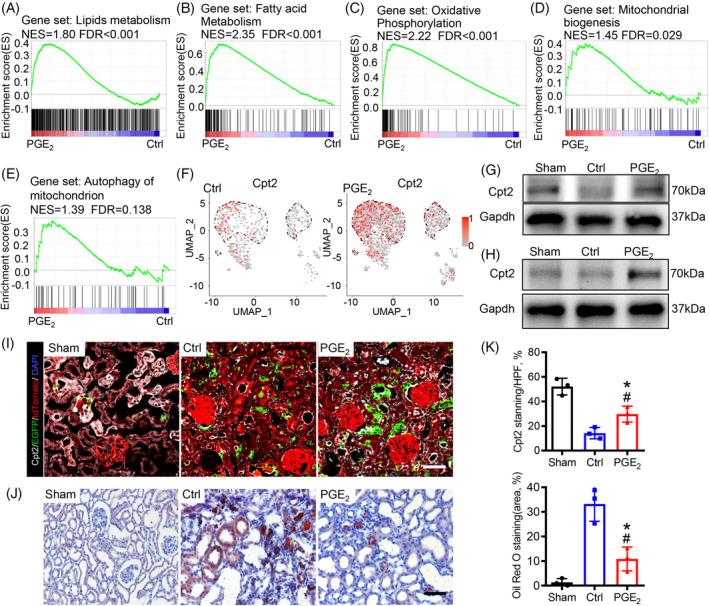 https://cdn.ncbi.nlm.nih.gov/pmc/blobs/ef8f/11533080/0ea5a985c859/CPR-57-e13679-g003.jpg