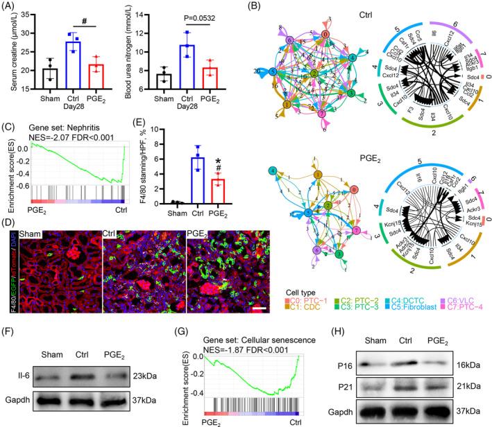 https://cdn.ncbi.nlm.nih.gov/pmc/blobs/ef8f/11533080/92cb6a58deba/CPR-57-e13679-g007.jpg