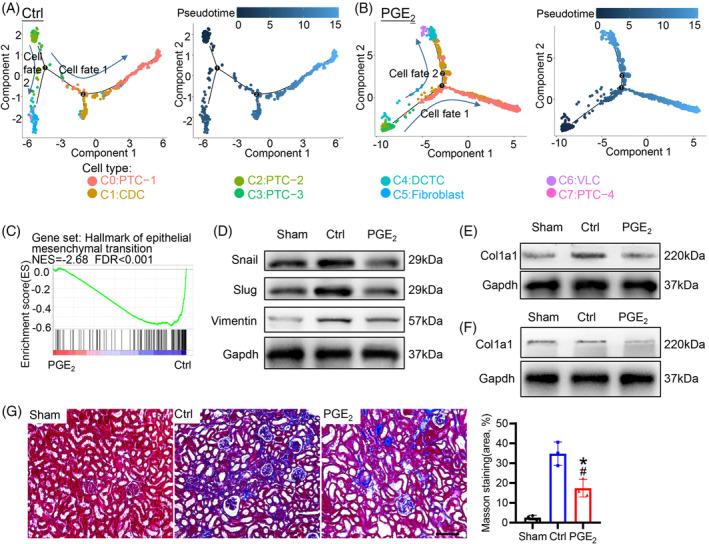 https://cdn.ncbi.nlm.nih.gov/pmc/blobs/ef8f/11533080/ac0ef194ca0b/CPR-57-e13679-g005.jpg