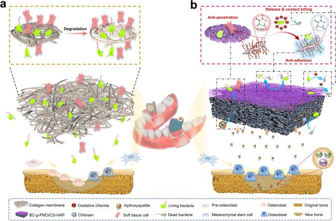 https://cdn.ncbi.nlm.nih.gov/pmc/blobs/ef96/10762214/38fb437ba8ef/41467_2023_43476_Fig1_HTML.jpg
