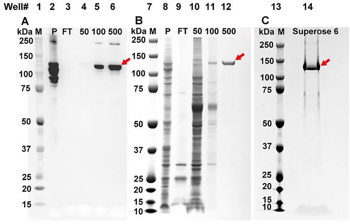 https://cdn.ncbi.nlm.nih.gov/pmc/blobs/ef96/9276669/ebdd139387c5/41598_2022_15798_Fig3_HTML.jpg