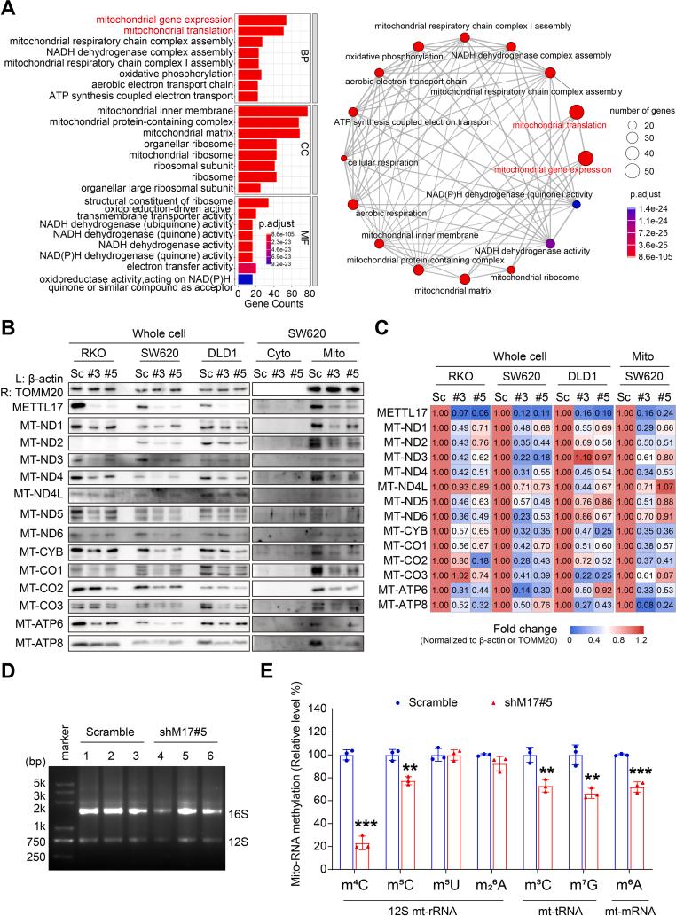 https://cdn.ncbi.nlm.nih.gov/pmc/blobs/ef9c/10884776/7661c8e98866/gr5.jpg
