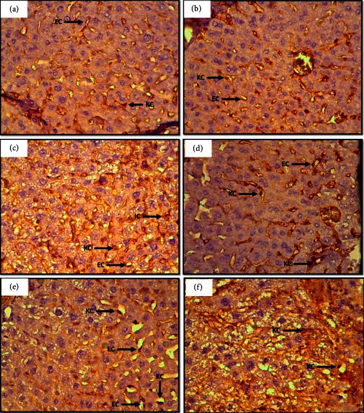 https://cdn.ncbi.nlm.nih.gov/pmc/blobs/ef9c/9925264/4fd1f9646d00/JT2023-2200539.002.jpg