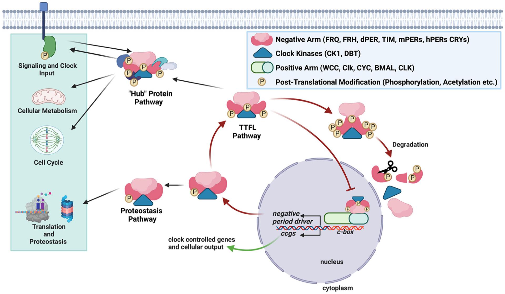 https://cdn.ncbi.nlm.nih.gov/pmc/blobs/efa4/10562519/32a23491199d/nihms-1895605-f0007.jpg