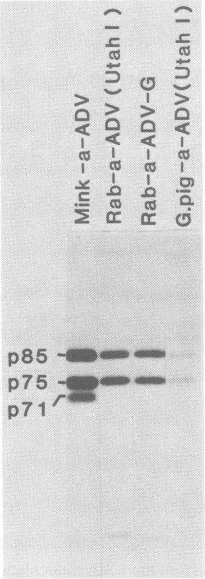https://cdn.ncbi.nlm.nih.gov/pmc/blobs/efa8/256163/9352f8a2f0f4/jvirol00155-0256-a.jpg