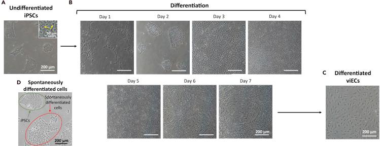 https://cdn.ncbi.nlm.nih.gov/pmc/blobs/efa8/7995664/3ffd8151ccdf/gr3.jpg