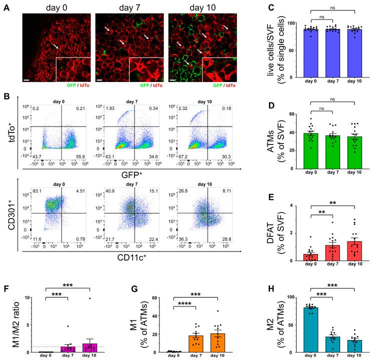 https://cdn.ncbi.nlm.nih.gov/pmc/blobs/efaa/11640804/9f73d59ce3b6/ijms-25-13019-g001.jpg