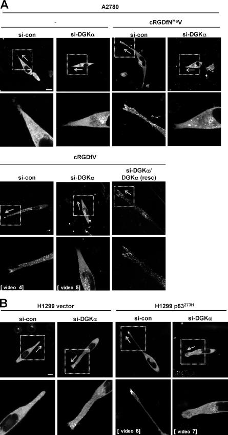 https://cdn.ncbi.nlm.nih.gov/pmc/blobs/efaa/3265946/51838fe29151/JCB_201109112_Fig4.jpg