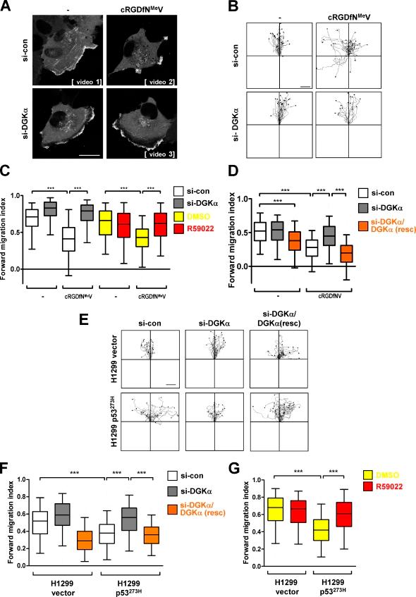 https://cdn.ncbi.nlm.nih.gov/pmc/blobs/efaa/3265946/f0dd7b06fe08/JCB_201109112R_Fig2.jpg