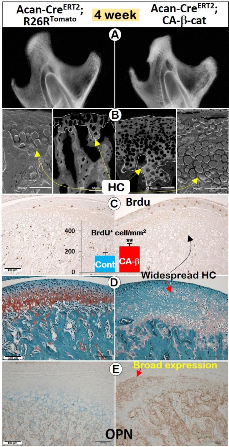 https://cdn.ncbi.nlm.nih.gov/pmc/blobs/efaa/5821044/93666dd97da6/ijbsv14p0001g004.jpg