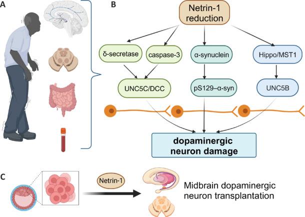https://cdn.ncbi.nlm.nih.gov/pmc/blobs/efb2/11438344/af3a6e83c90c/NRR-20-960-g002.jpg