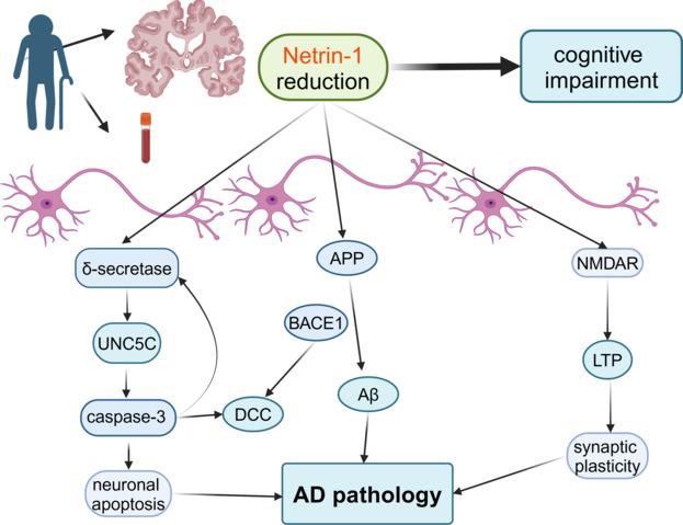 https://cdn.ncbi.nlm.nih.gov/pmc/blobs/efb2/11438344/fa22d260589c/NRR-20-960-g001.jpg