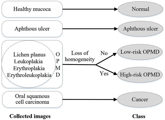 https://cdn.ncbi.nlm.nih.gov/pmc/blobs/efb2/8397787/6046ddac1b27/JBO-026-086007-g002.jpg