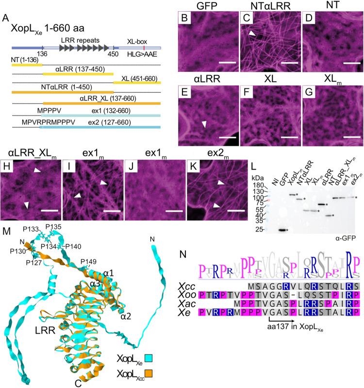 https://cdn.ncbi.nlm.nih.gov/pmc/blobs/efb4/10449215/aa6537500c56/ppat.1011263.g005.jpg