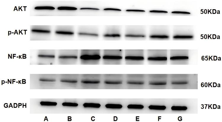 https://cdn.ncbi.nlm.nih.gov/pmc/blobs/efb5/12035751/287bbf3d6441/DNND-15-41-g0016.jpg