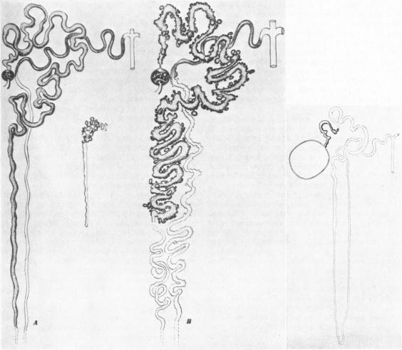 https://cdn.ncbi.nlm.nih.gov/pmc/blobs/efb5/2019442/8159db41ca4e/archdisch01578-0009-a.jpg
