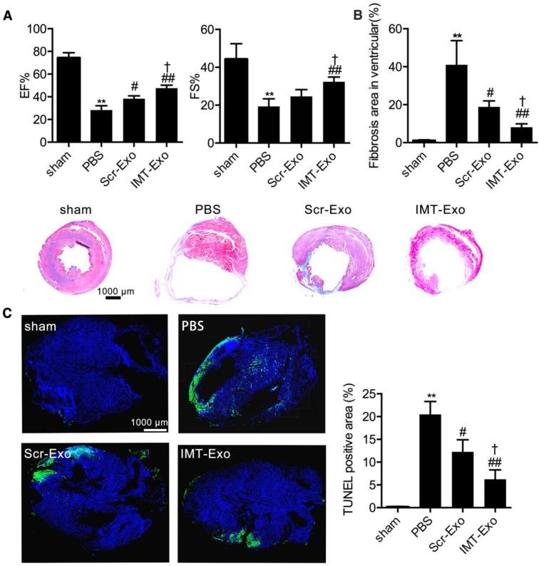 https://cdn.ncbi.nlm.nih.gov/pmc/blobs/efb5/6299684/54ab08939567/thnov08p6163g009.jpg
