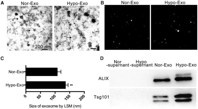 https://cdn.ncbi.nlm.nih.gov/pmc/blobs/efb5/6299684/b4008fe2295b/thnov08p6163g001.jpg