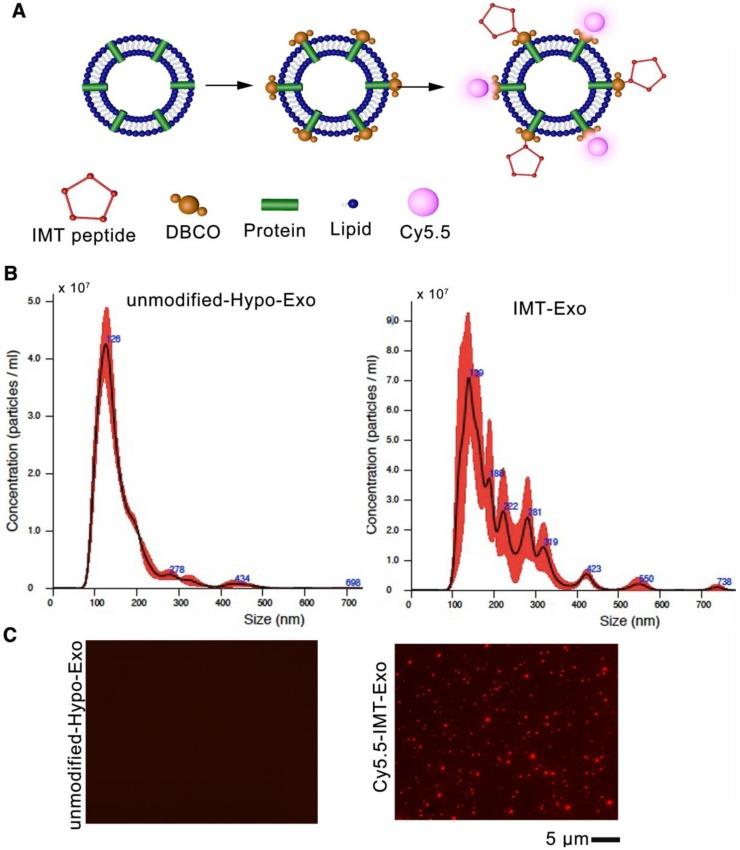 https://cdn.ncbi.nlm.nih.gov/pmc/blobs/efb5/6299684/e3876ac2212a/thnov08p6163g006.jpg