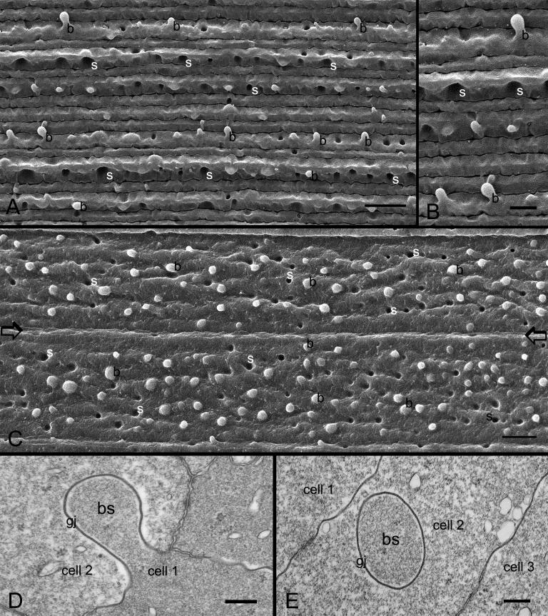 https://cdn.ncbi.nlm.nih.gov/pmc/blobs/efb6/2994765/2e5e0e8b1bdb/mv-v16-2328-f2.jpg