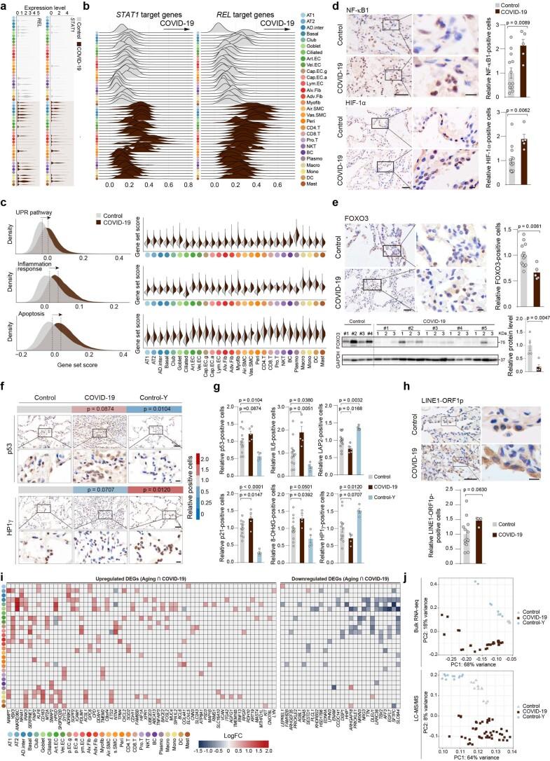 https://cdn.ncbi.nlm.nih.gov/pmc/blobs/efb8/8650955/9433ffddde09/41556_2021_796_Fig12_ESM.jpg