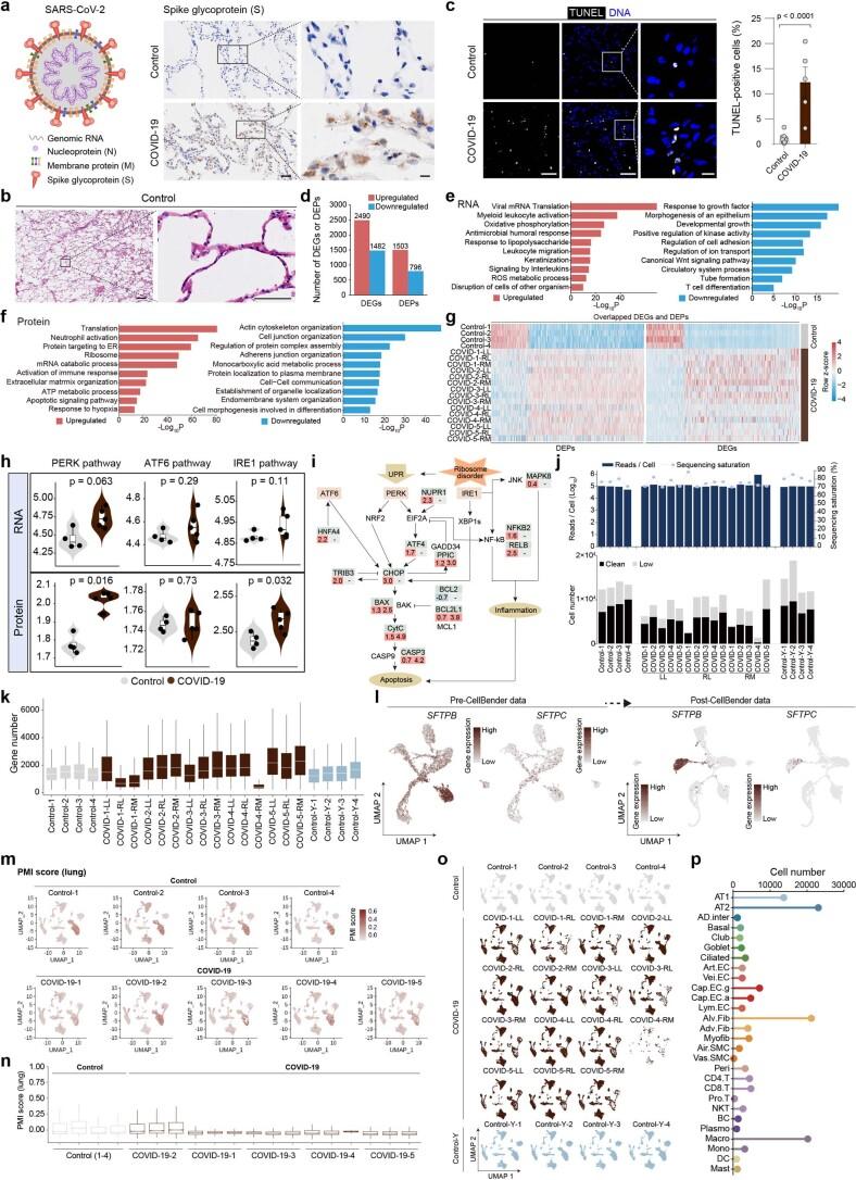 https://cdn.ncbi.nlm.nih.gov/pmc/blobs/efb8/8650955/bdc376bffac7/41556_2021_796_Fig9_ESM.jpg