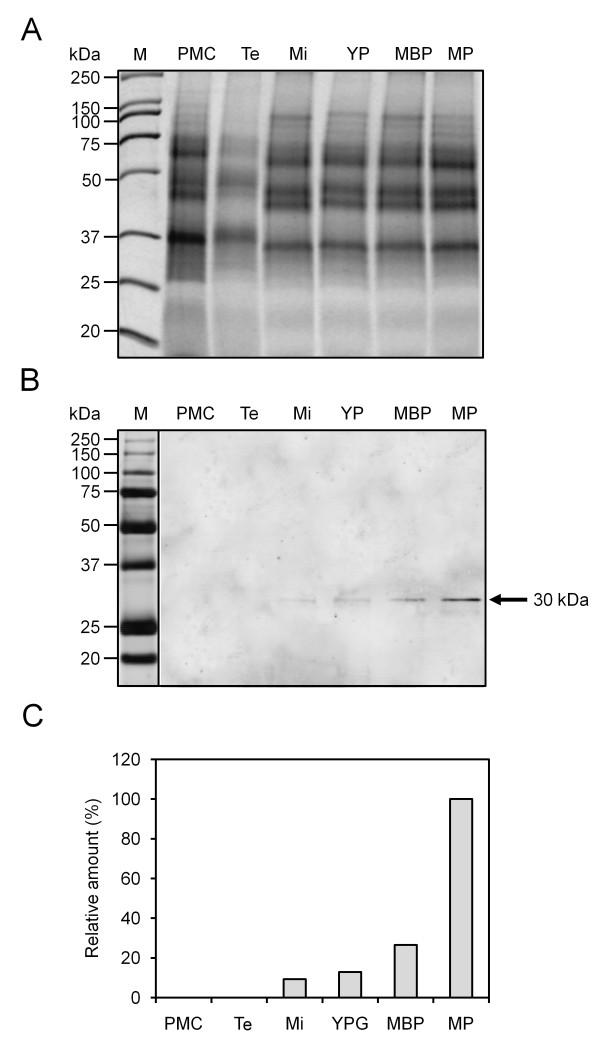 https://cdn.ncbi.nlm.nih.gov/pmc/blobs/efba/3180362/6c849ead4137/1471-2229-11-122-2.jpg