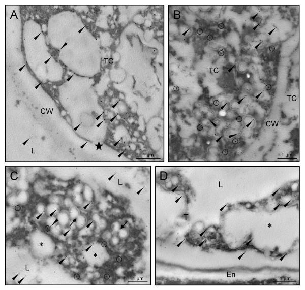 https://cdn.ncbi.nlm.nih.gov/pmc/blobs/efba/3180362/997d88afd13e/1471-2229-11-122-4.jpg
