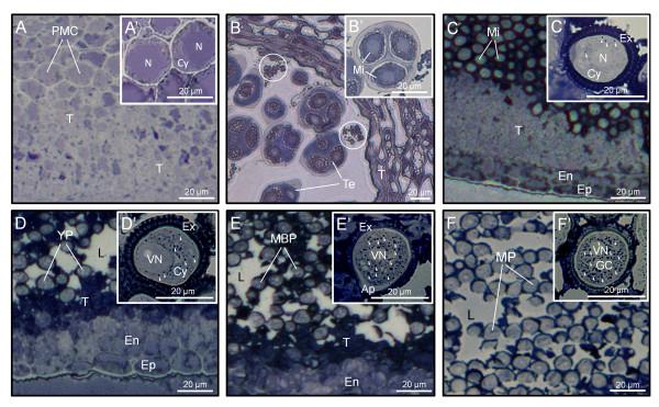 https://cdn.ncbi.nlm.nih.gov/pmc/blobs/efba/3180362/e7e504f337a2/1471-2229-11-122-1.jpg