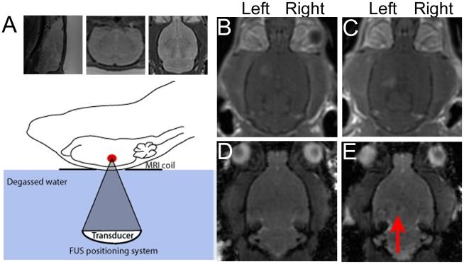 https://cdn.ncbi.nlm.nih.gov/pmc/blobs/efbb/3218061/0abe413f42f6/pone.0027877.g001.jpg