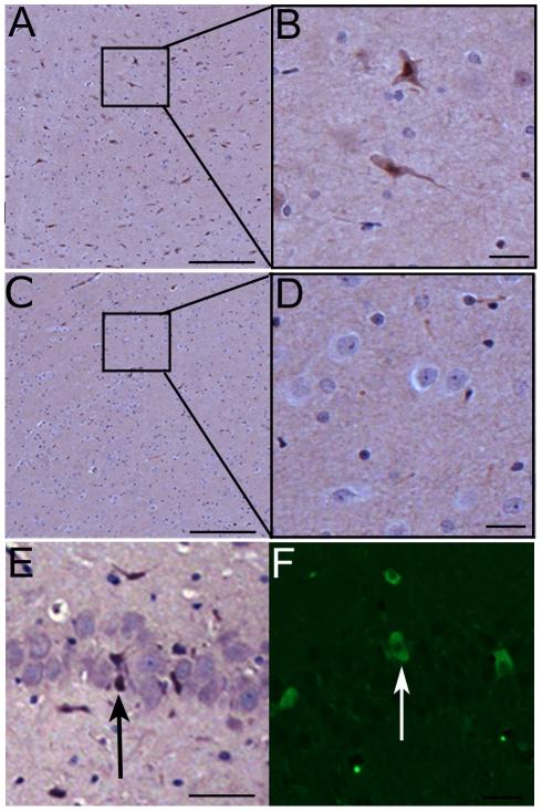 https://cdn.ncbi.nlm.nih.gov/pmc/blobs/efbb/3218061/ffa905529fd1/pone.0027877.g002.jpg