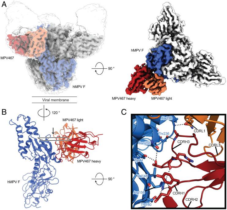 https://cdn.ncbi.nlm.nih.gov/pmc/blobs/efbb/9231621/8afcabdacadd/pnas.2203326119fig05.jpg